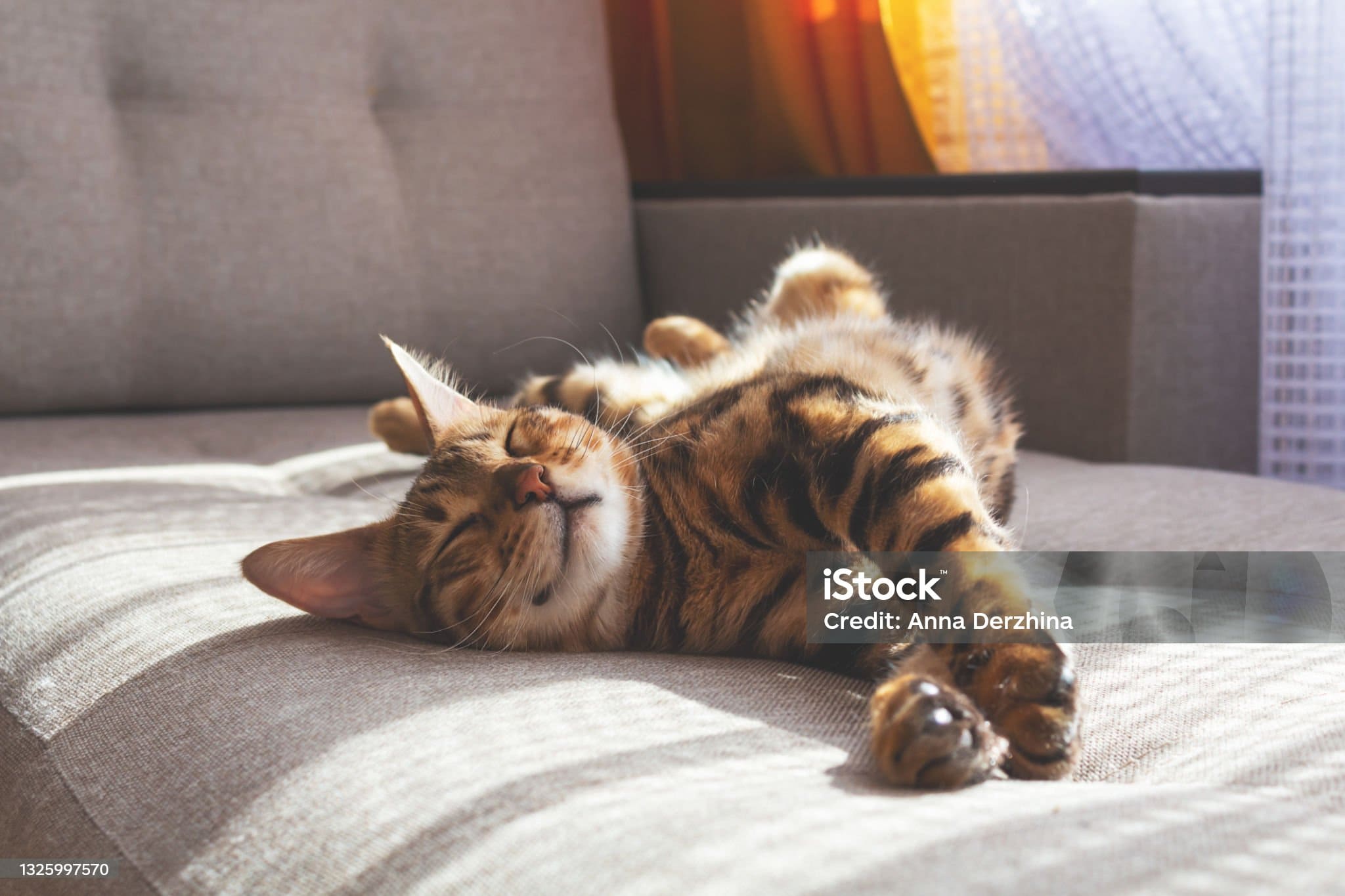 Secourir un chat errant