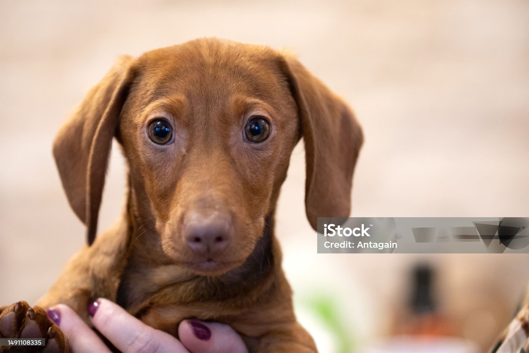 Tout savoir sur les chiens