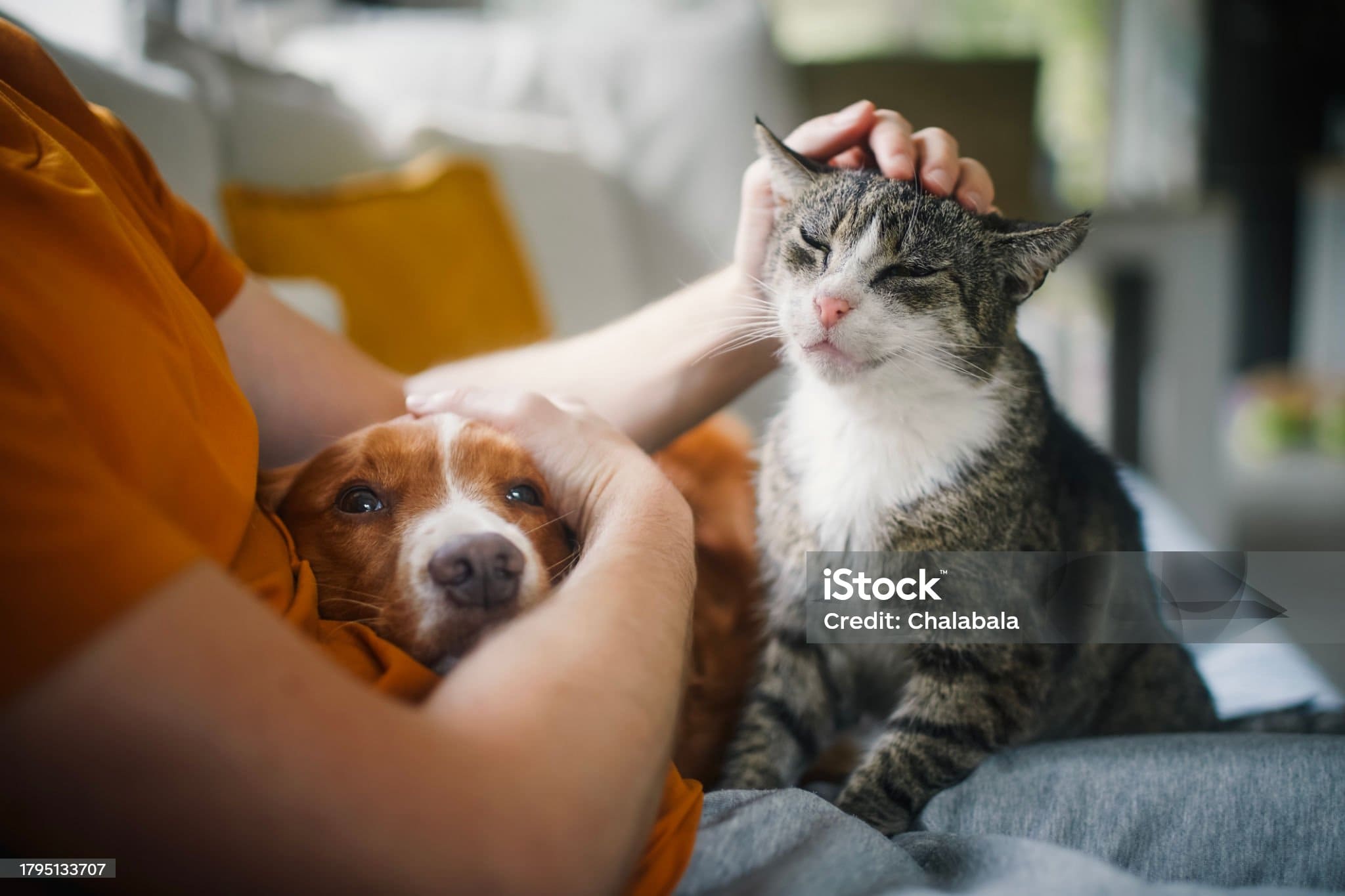 Adopter un animal secouru par l&rsquo;association