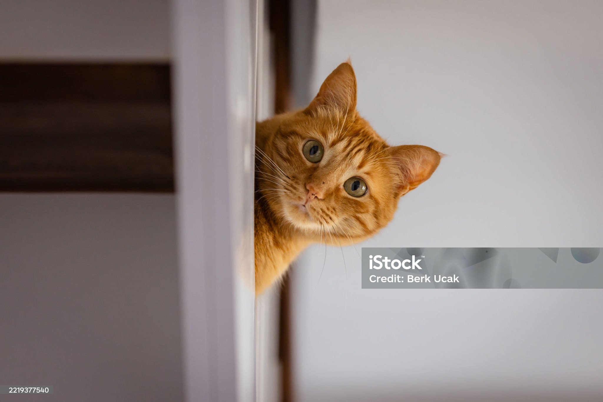 Le langage corporel des chats